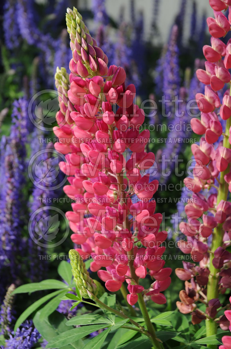 Lupinus Camelot Red (Lupine) 1  