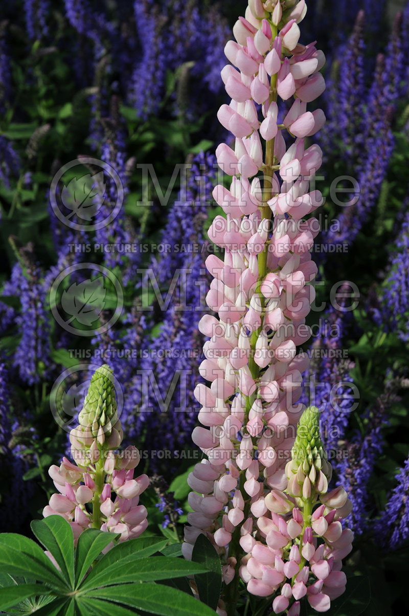 Lupinus Camelot Rose (Lupine) 1 