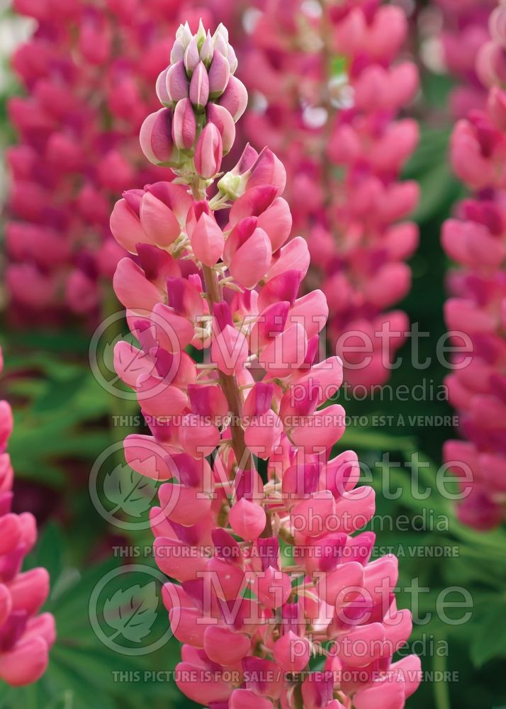 Lupinus Camelot Rose (Lupine)  2