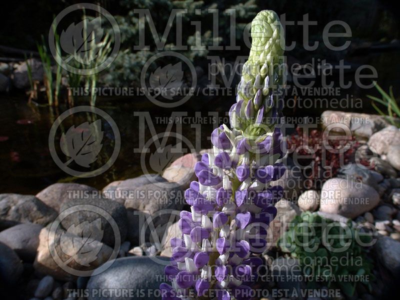 Lupinus Gallery Blue (Lupine)  1