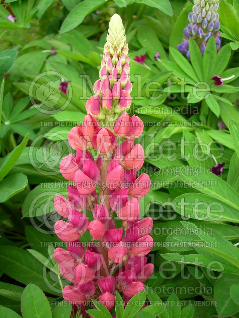 Lupinus Gallery Pink (Lupine) 1