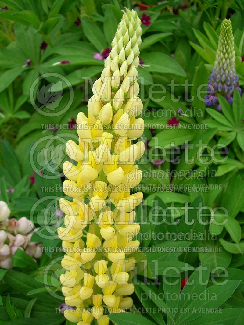 Lupinus Gallery Yellow (Lupine) 1