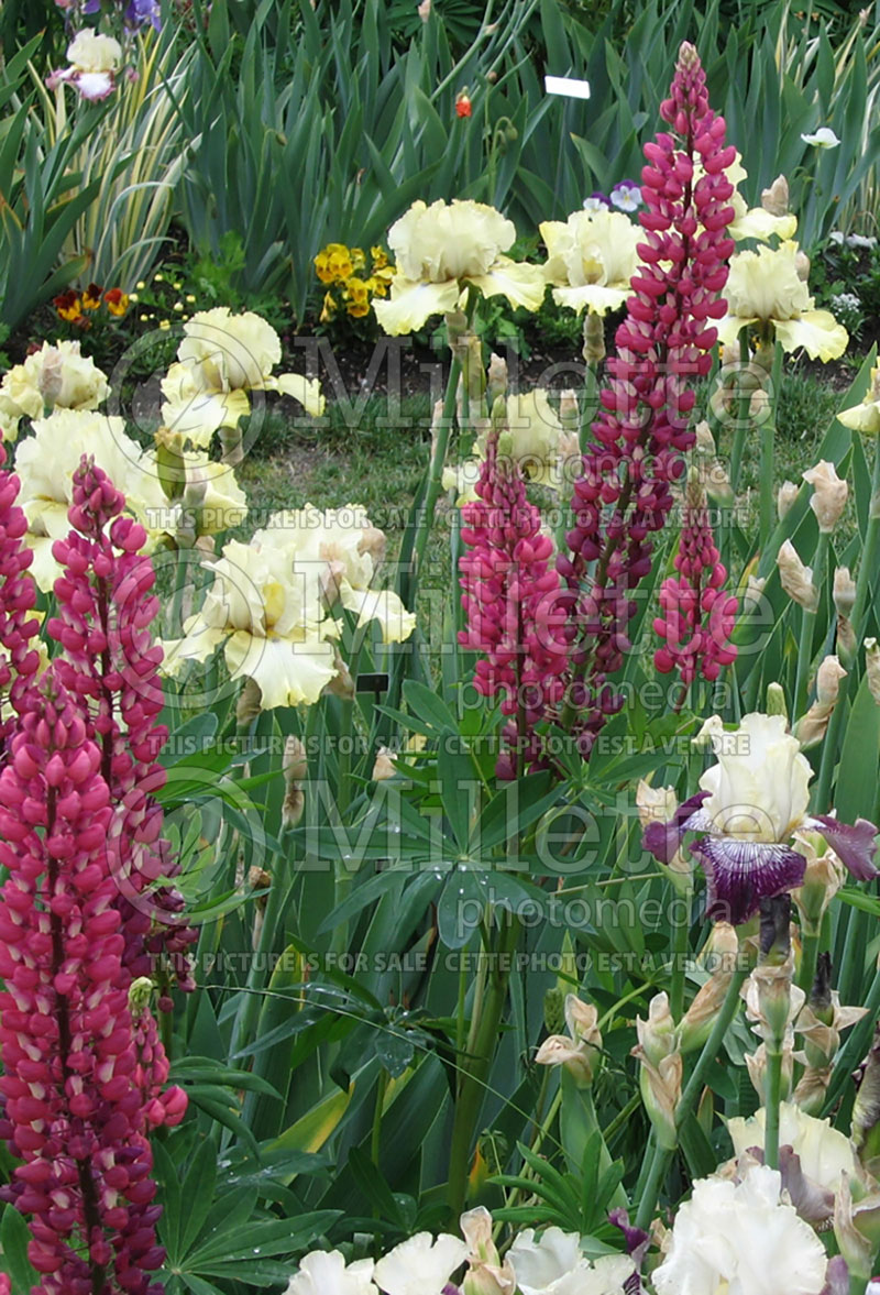 Lupinus Popsicle Red  (Lupine) 2 