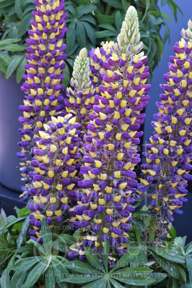 Lupinus Staircase Blue Yellow (Lupine) 1 