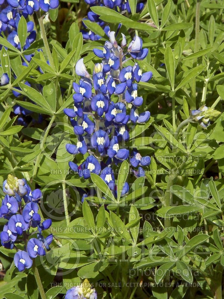 Lupinus texensis (bluebonnet or Texas lupine) 3