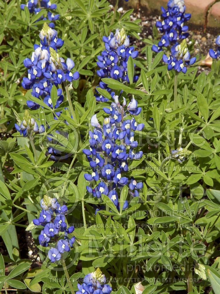 Lupinus texensis (bluebonnet or Texas lupine) 4