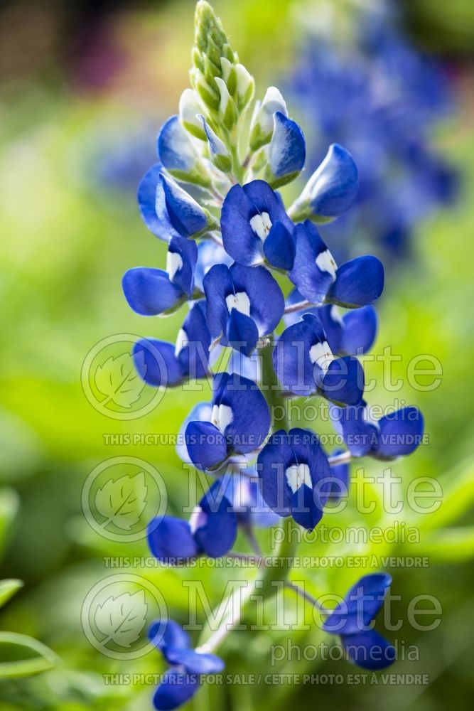 Lupinus texensis (bluebonnet or Texas lupine) 2