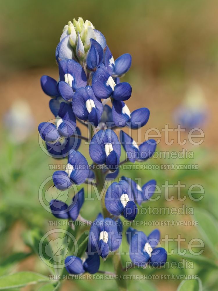 Lupinus texensis (bluebonnet or Texas lupine) 5