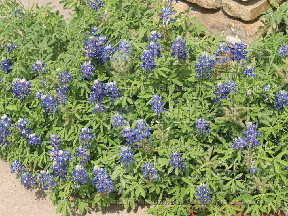 Lupinus texensis (bluebonnet or Texas lupine) 6