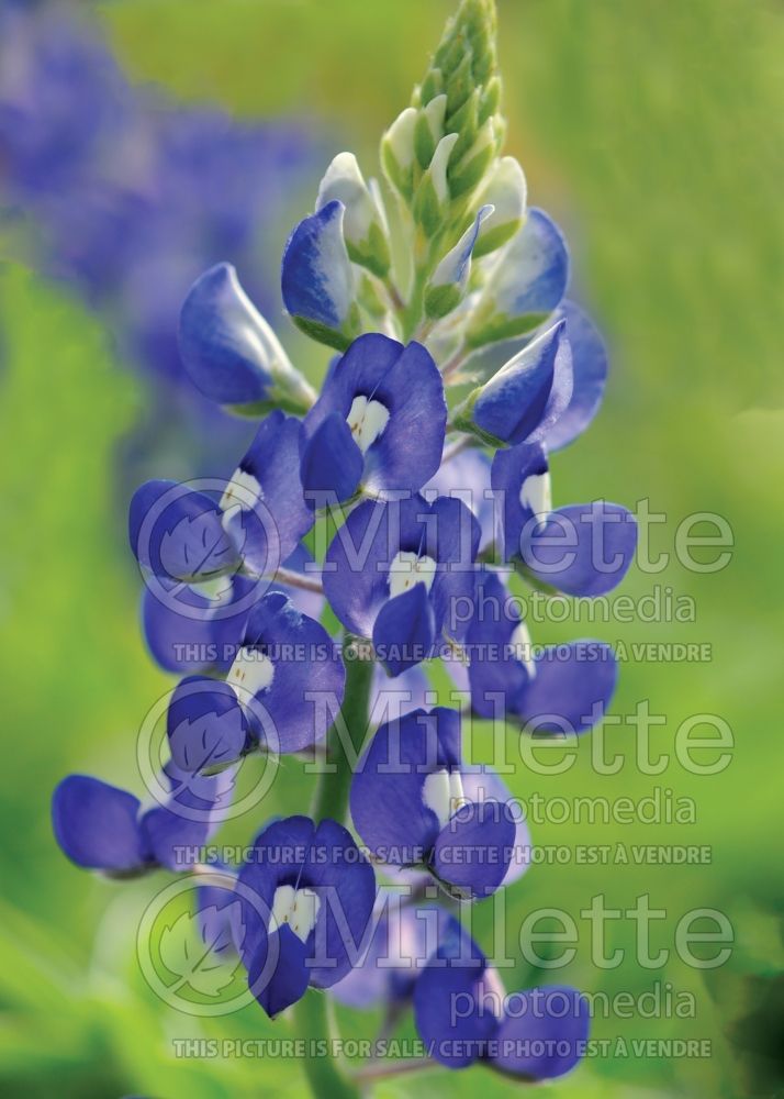 Lupinus texensis (bluebonnet or Texas lupine) 7
