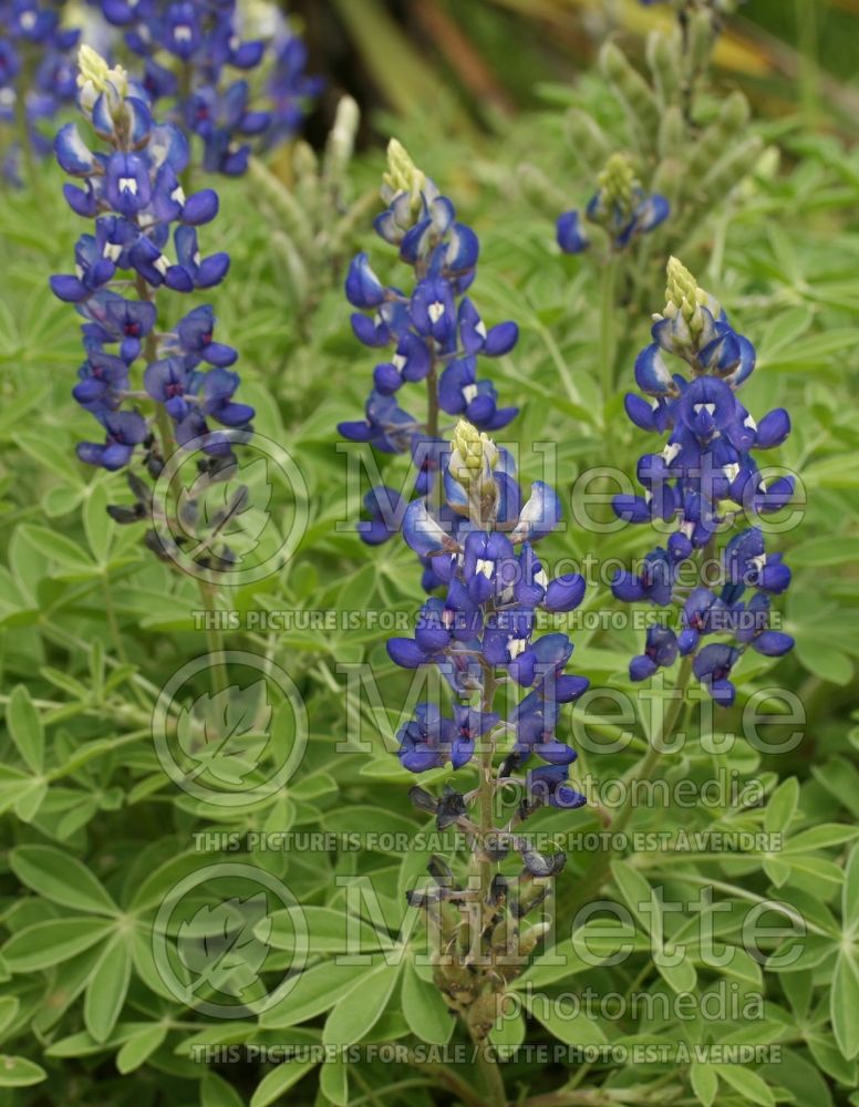 Lupinus texensis (bluebonnet or Texas lupine) 1