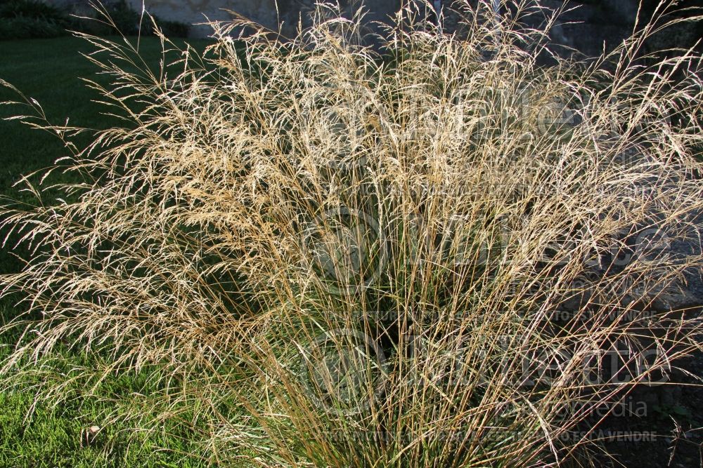 Luzula Hohe Tatra (snow-white wood-rush) 1