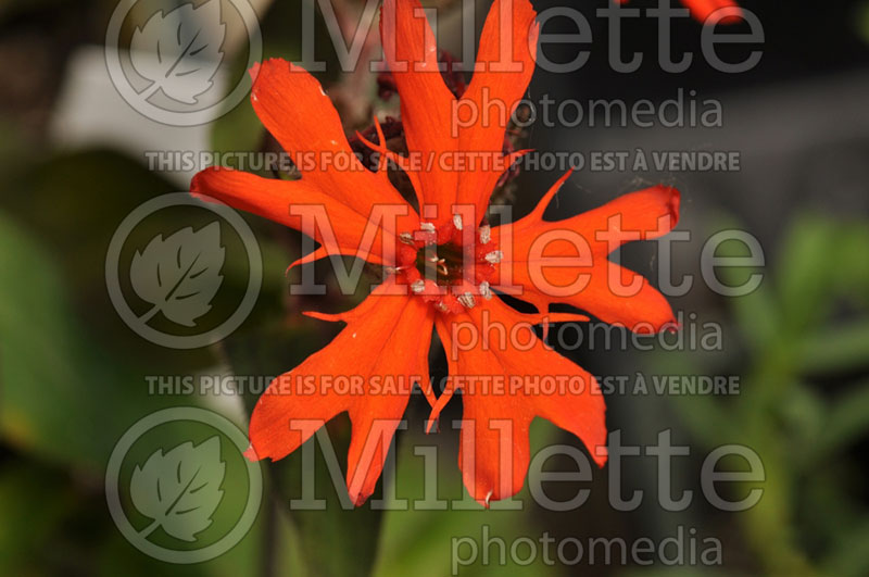 Lychnis Vesuvius (Catchfly, Maltese Cross Campion) 1 