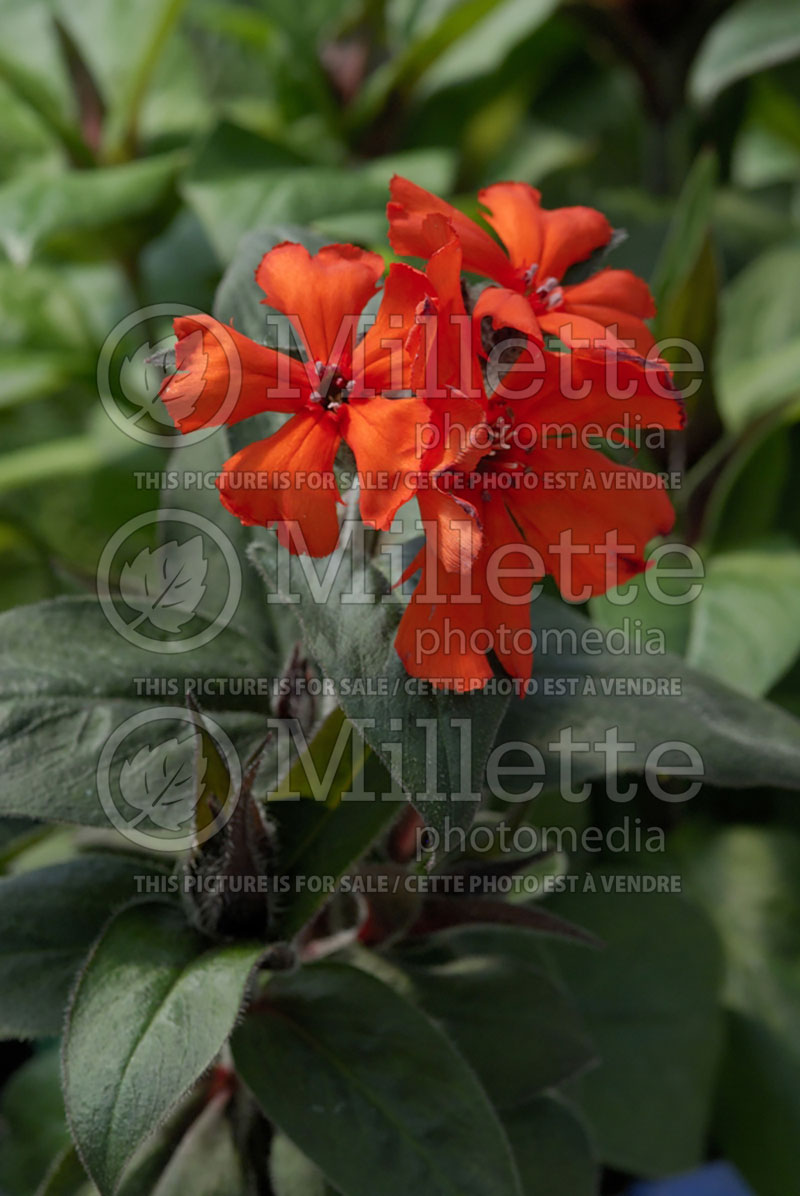 Lychnis Vesuvius (Catchfly, Maltese Cross Campion) 3 