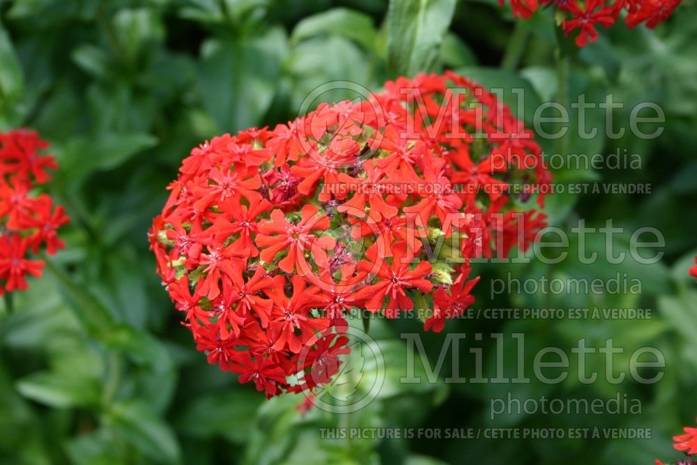 Lychnis chalcedonica (Silene Jerusalem Cross)  1