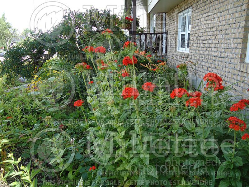 Lychnis chalcedonica (Silene Jerusalem Cross)  8