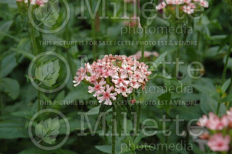 Lychnis Dusky Salmon  (Silene Jerusalem Cross)  1