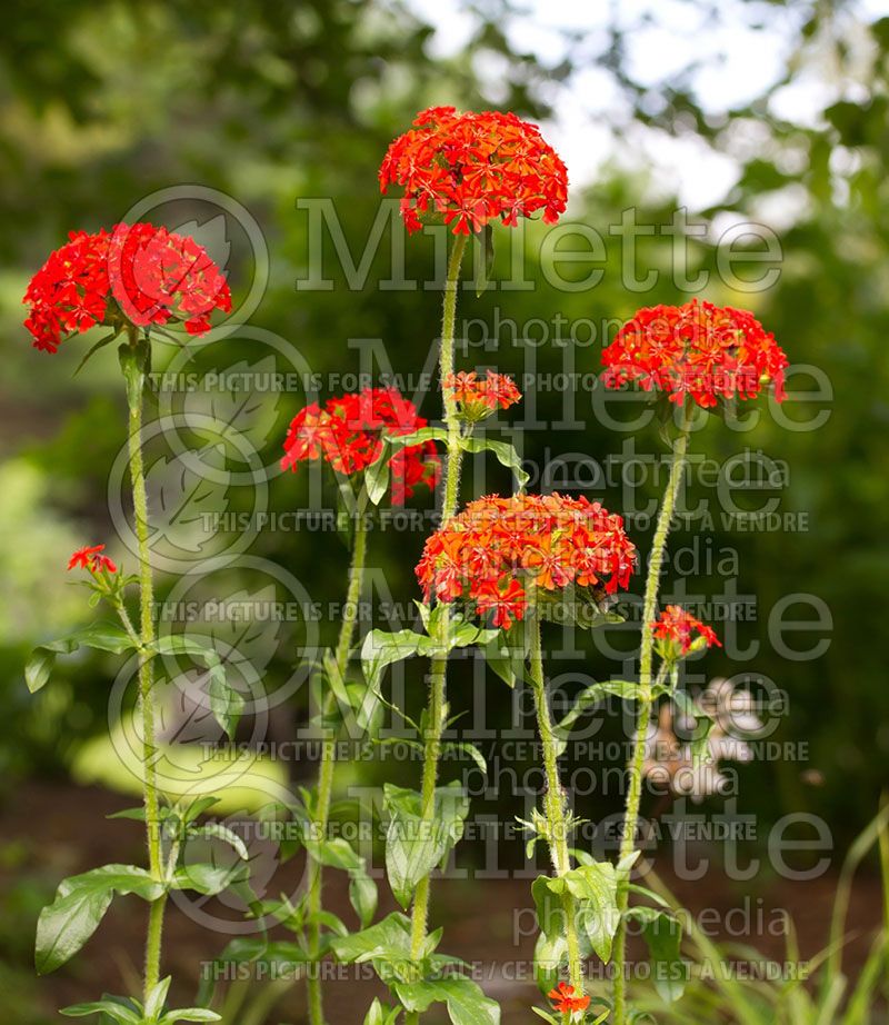 Lychnis chalcedonica (Silene Jerusalem Cross)  6