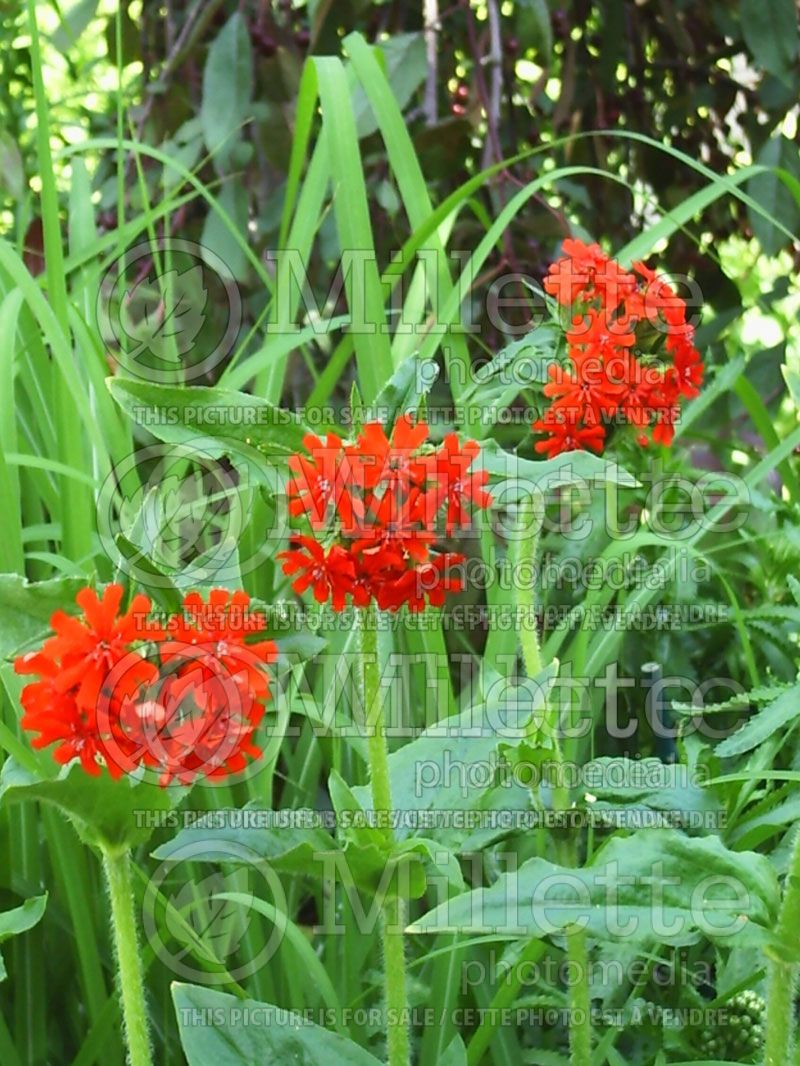 Lychnis chalcedonica (Silene Jerusalem Cross) 5 