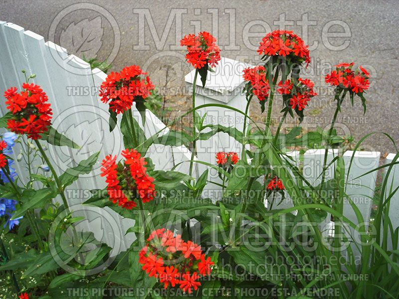 Lychnis chalcedonica (Silene Jerusalem Cross) 2 