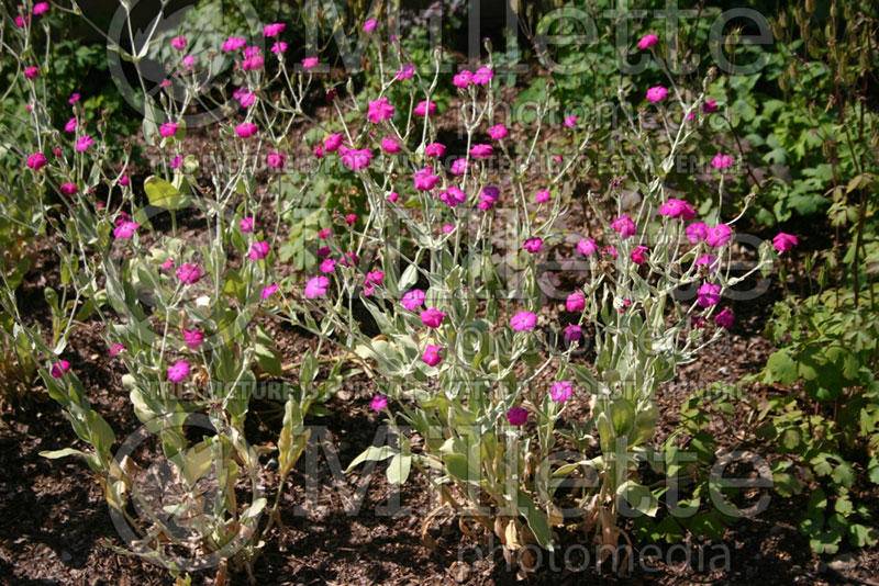 Lychnis coronaria (Rose Campion) 2 