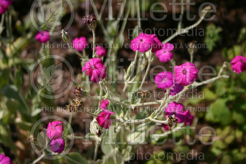 Lychnis coronaria (Rose Campion) 3 