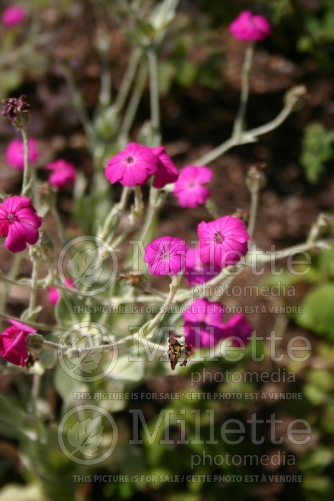 Lychnis coronaria (Rose Campion) 4 