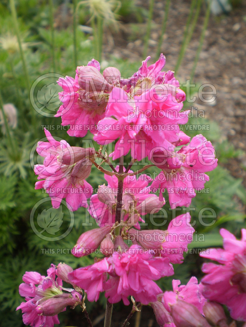 Lychnis Plena (German Catchfly) 1 