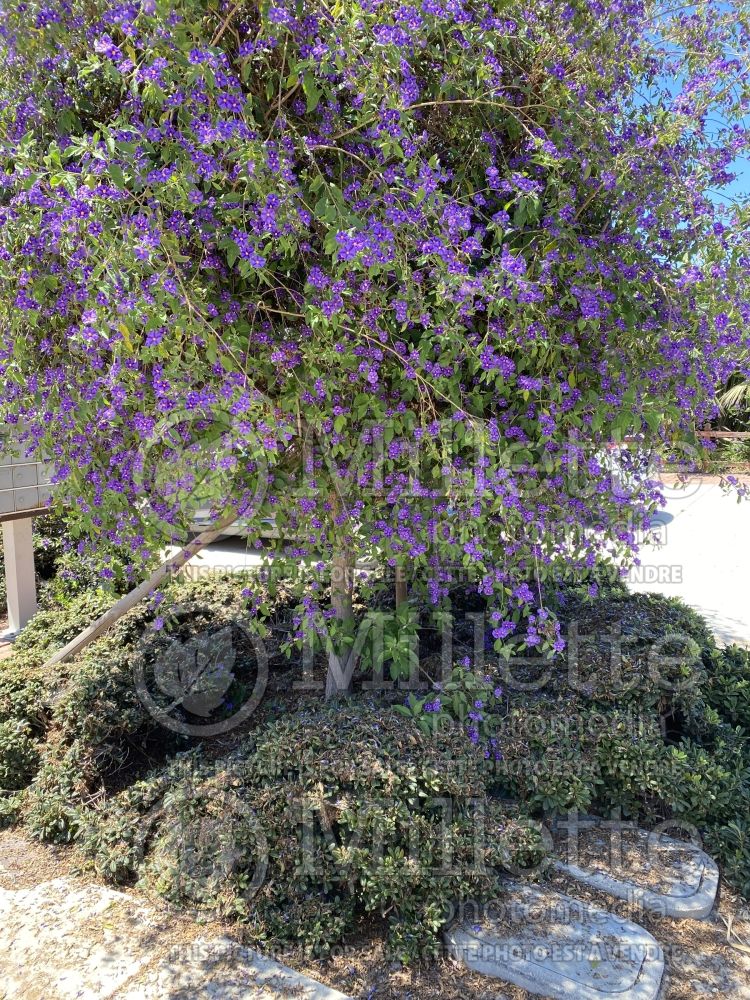 Lycianthes rantonnetii (blue potato bush) 1