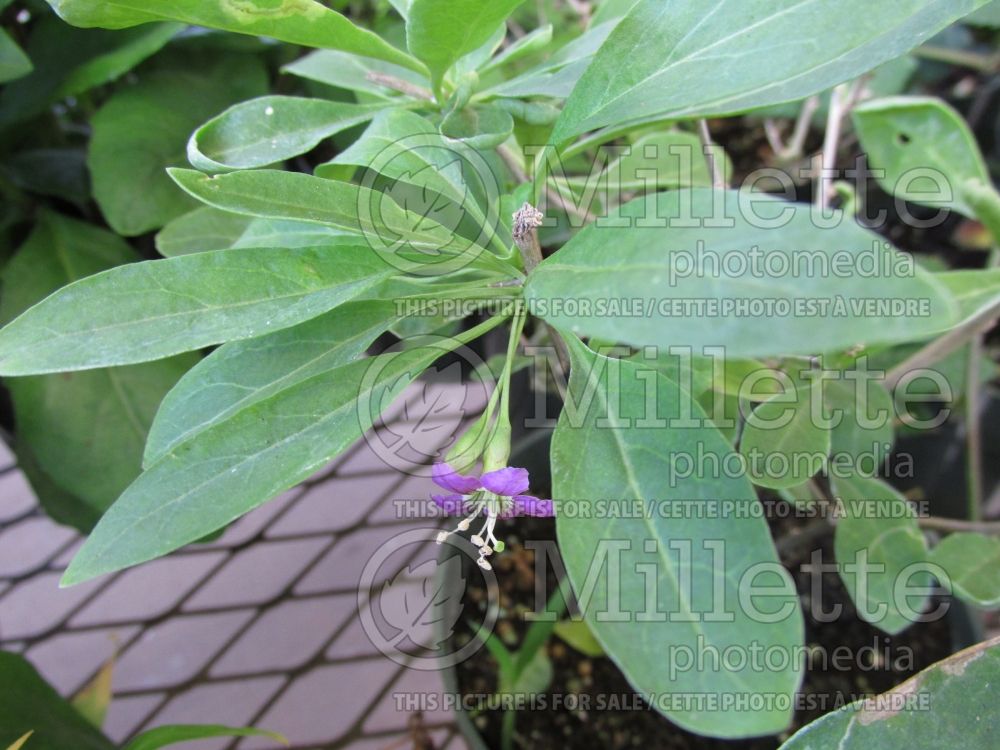 Lycium chinense (boxthorn Goji berries) 1 