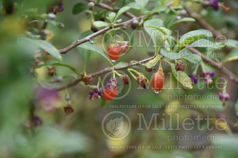 Lycium Crimson Star (Goji Berry) 2 