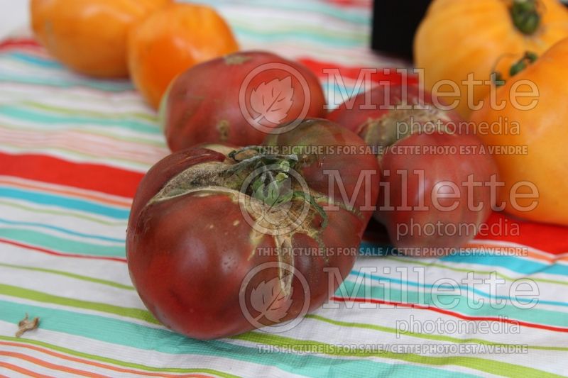 Solanum Cherokee Purple (Tomato vegetable - tomate) 2 