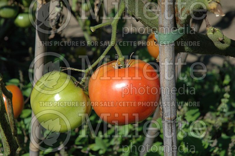 Solanum Dufresne aka Savignac (Tomato vegetable - tomate) 2 