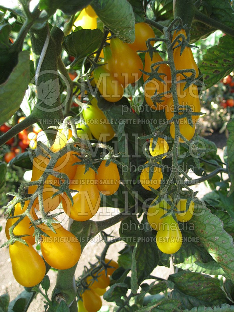 Solanum Golden Baby Plum (Tomato vegetable - tomate) 1