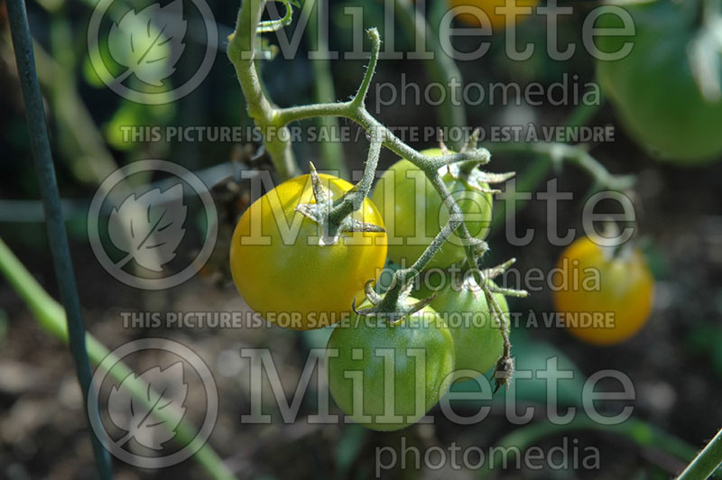 Solanum Gold Nugget (Tomato vegetable - tomate) 1 