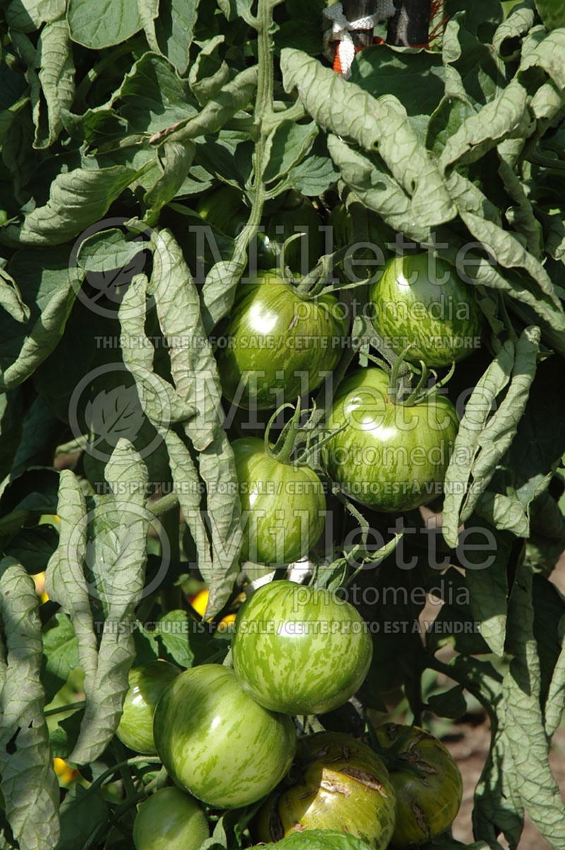 Solanum Green Zebra (Tomato vegetable - tomate) 1  