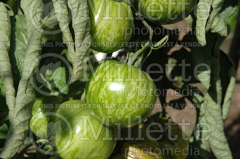 Solanum Green Zebra (Tomato vegetable - tomate) 2  