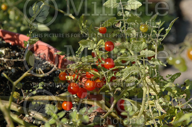 Solanum Petit Moineau (Tomato vegetable - tomate) 1