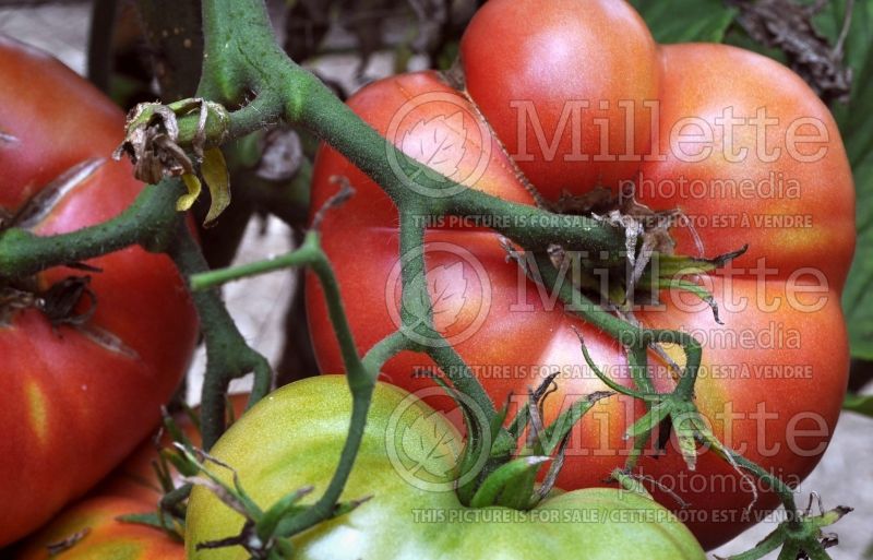 Solanum Costoluto Genovese (Tomato vegetable - tomate) 2 