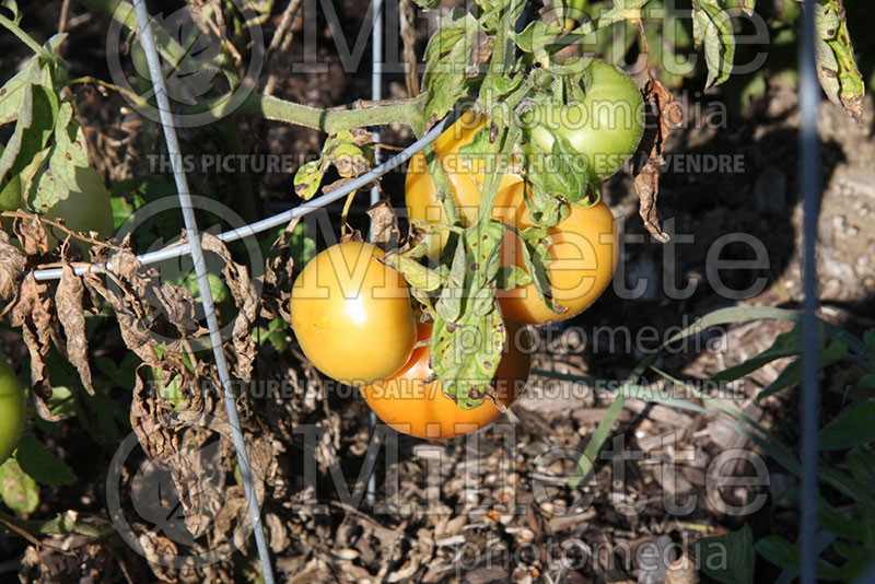 Solanum Early Girl (Tomato vegetable - tomate) 1