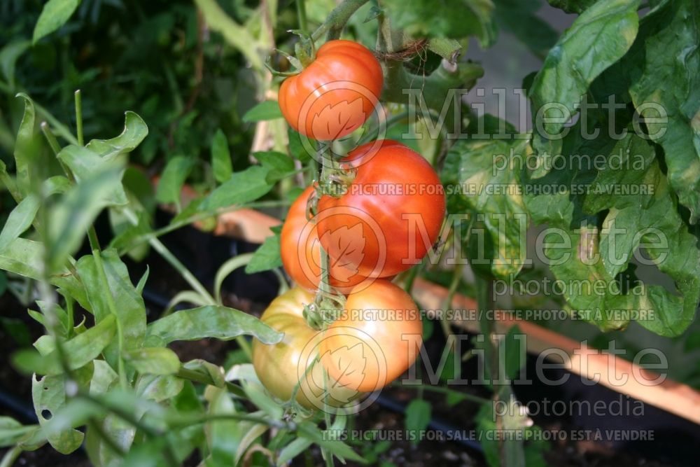 Solanum Elberta Girl (Tomato vegetable - tomate) 1