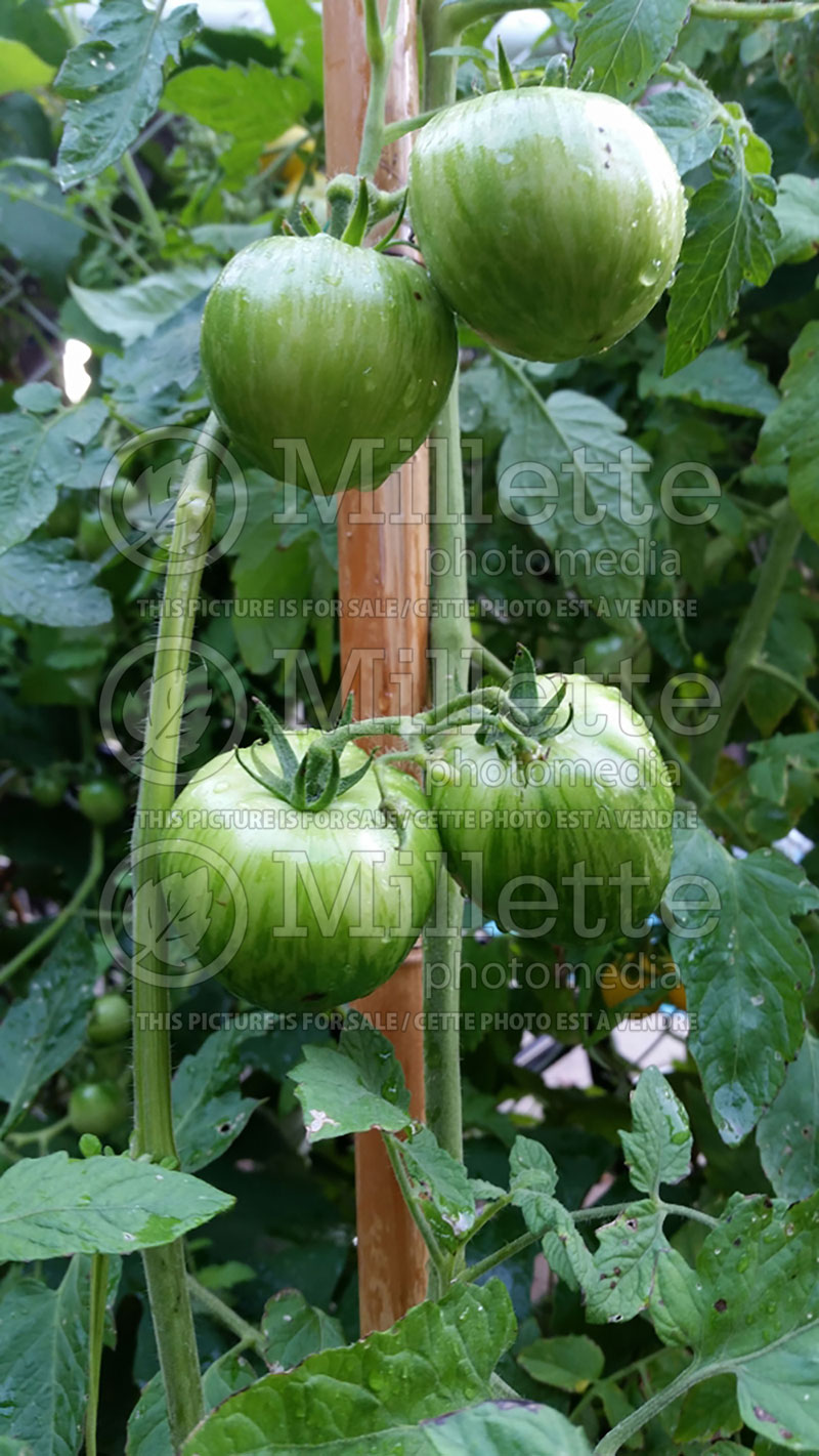 Solanum Green Zebra (Tomato vegetable - tomate) 7  