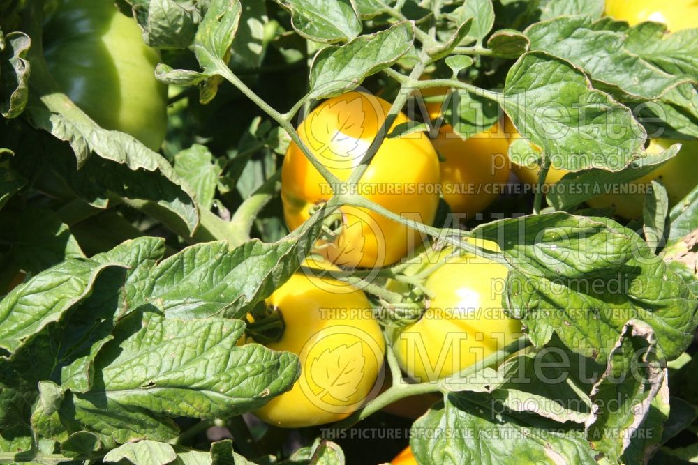 Solanum Lemon Boy (Tomato vegetable - tomate) 1