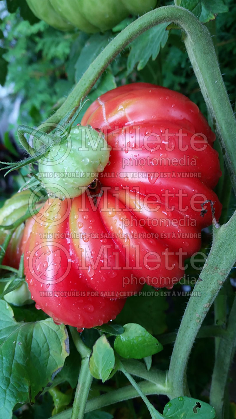 Solanum Pink Accordion (Tomato vegetable - tomate) 5