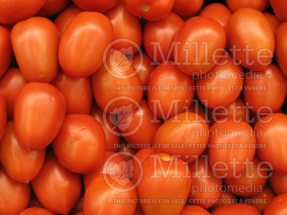 Solanum Roma (PlumTomato vegetable - tomate) 2  