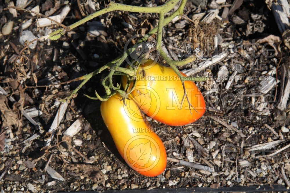 Solanum Roma (Plum Tomato vegetable - tomate) 4  