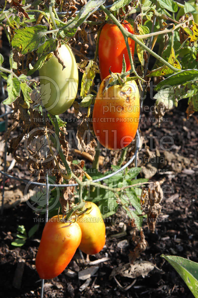 Solanum Roma (Plum Tomato vegetable - tomate) 5  