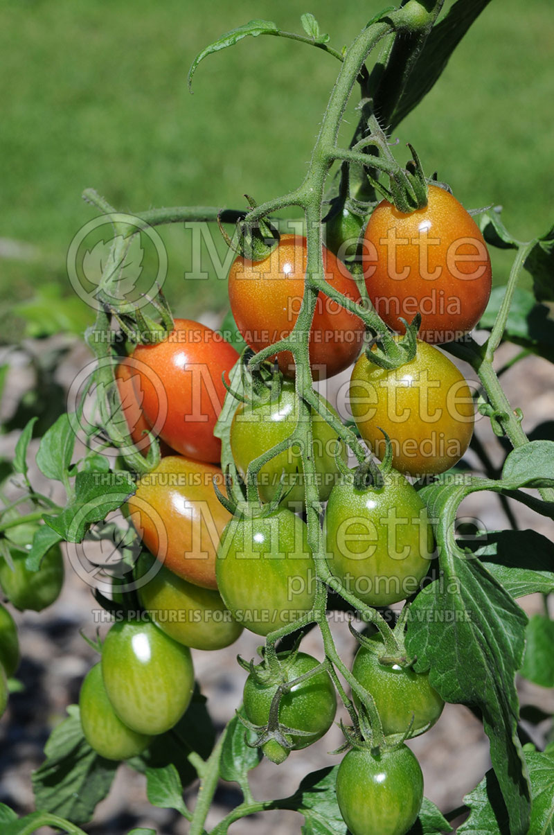 Solanum Sugary (Tomato vegetable - tomate) 1  