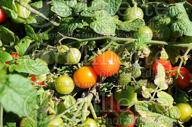 Solanum Tiny Tim (Tomato vegetable - tomate) 2 