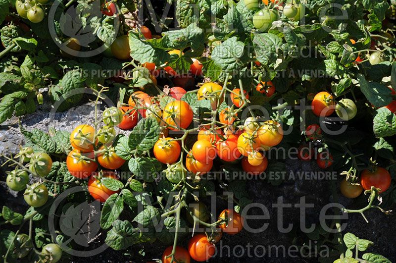 Solanum Tiny Tim (Tomato vegetable - tomate) 6 